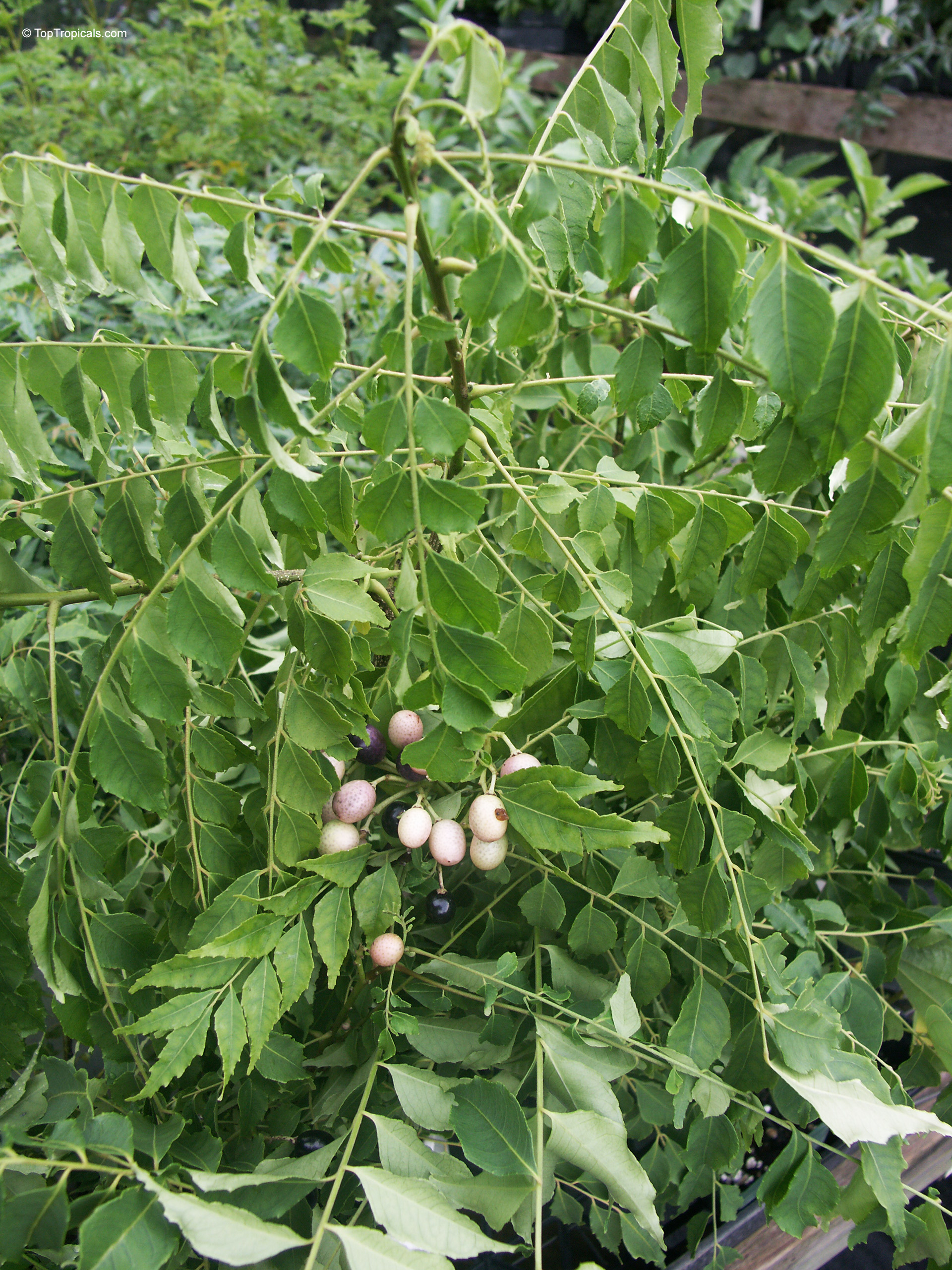 Murraya koenigii (Curry leaf) with oval green leaves and small ripening fruit clusters visible. Murraya koenigii (Curry leaf) with green leaves and small ripening fruit on the plant.