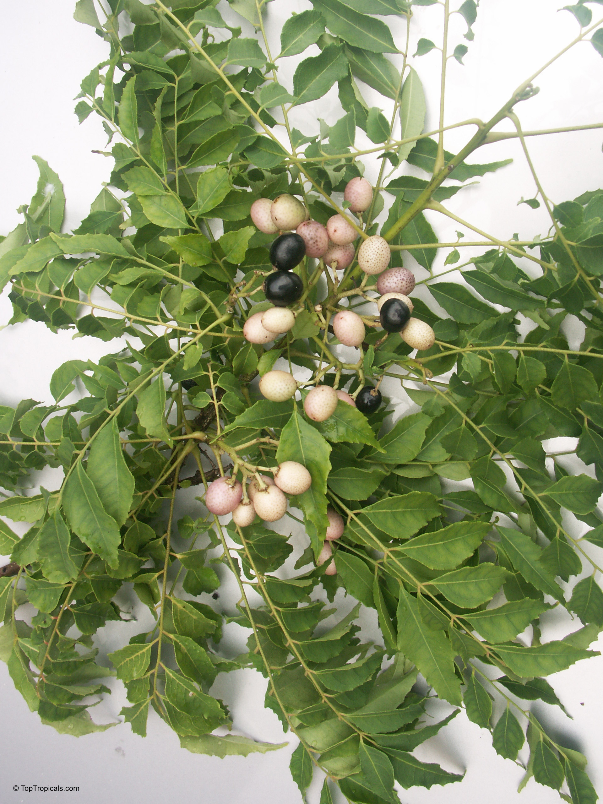 Murraya koenigii (Curry leaf) branches with green foliage and clusters of ripening black fruit Murraya koenigii (Curry leaf) with green leaves and black fruit in a close up