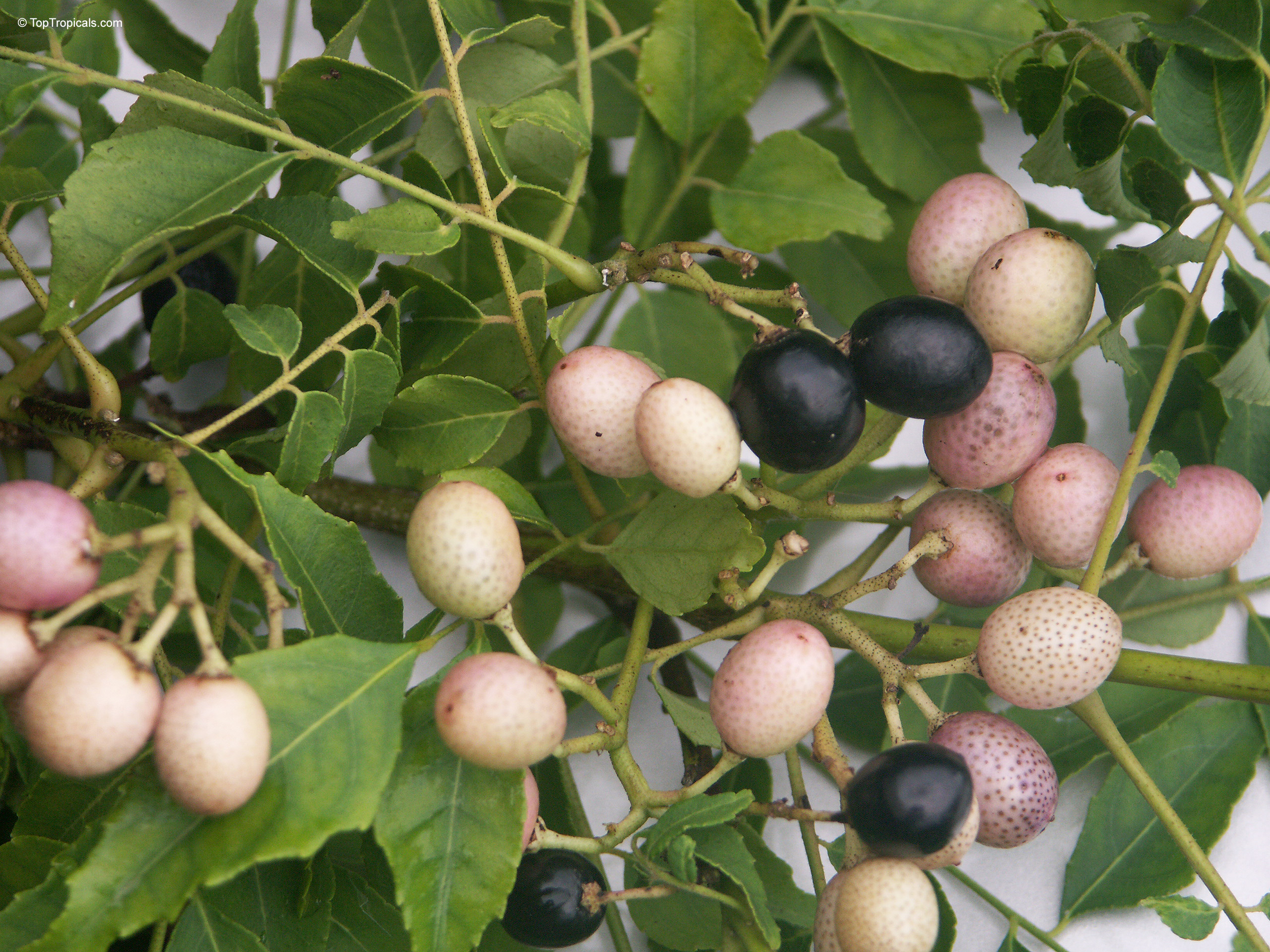 Murraya koenigii (Curry leaf) with oval green foliage and round pink black ripening fruit clusters. Murraya koenigii (Curry leaf) green leaves and pink black ripening fruit in a close up.