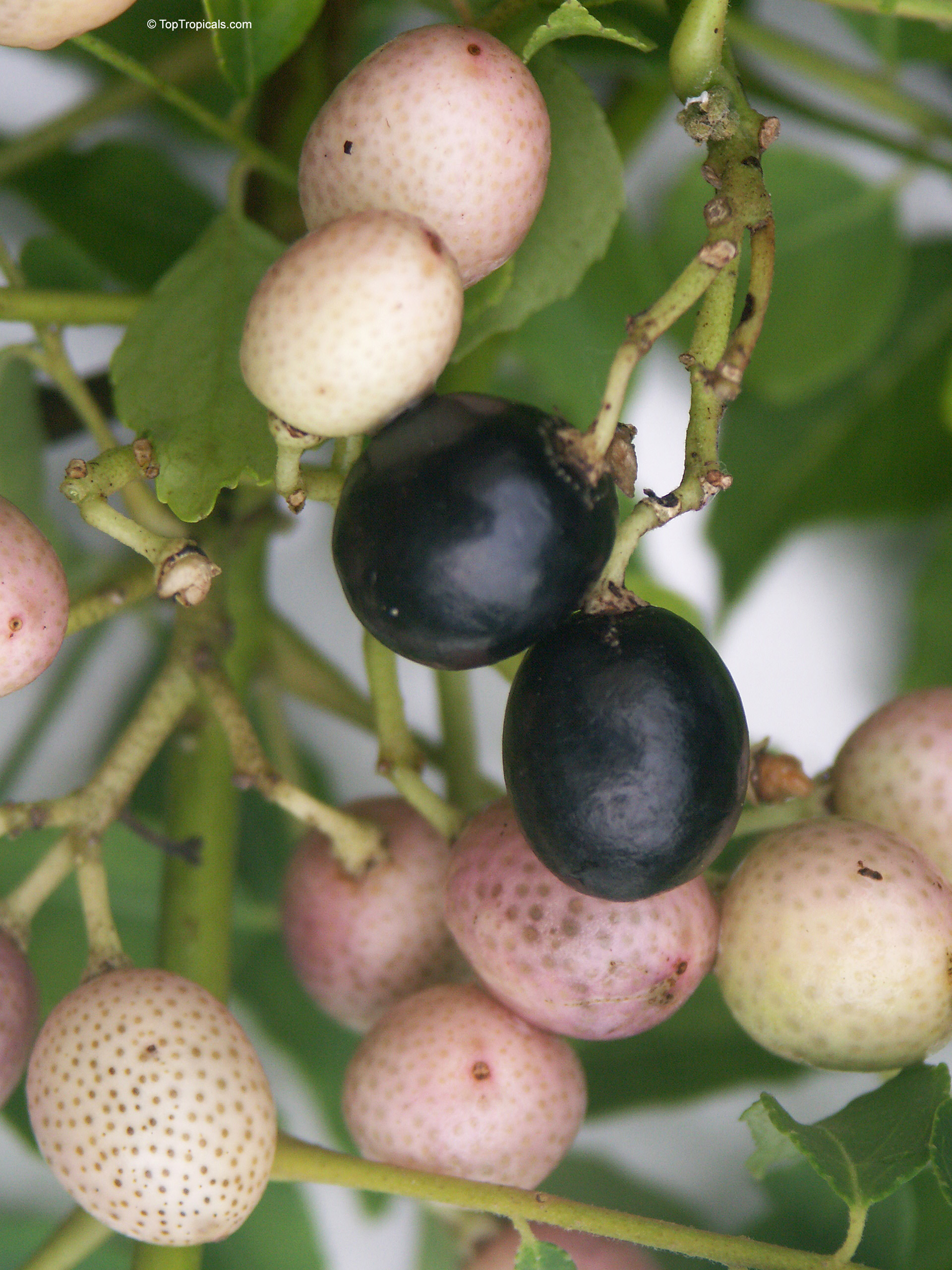 Murraya koenigii (Curry leaf) branches with ripening black and light pink round fruit. Murraya koenigii (Curry leaf) black and light pink fruit in a close up.