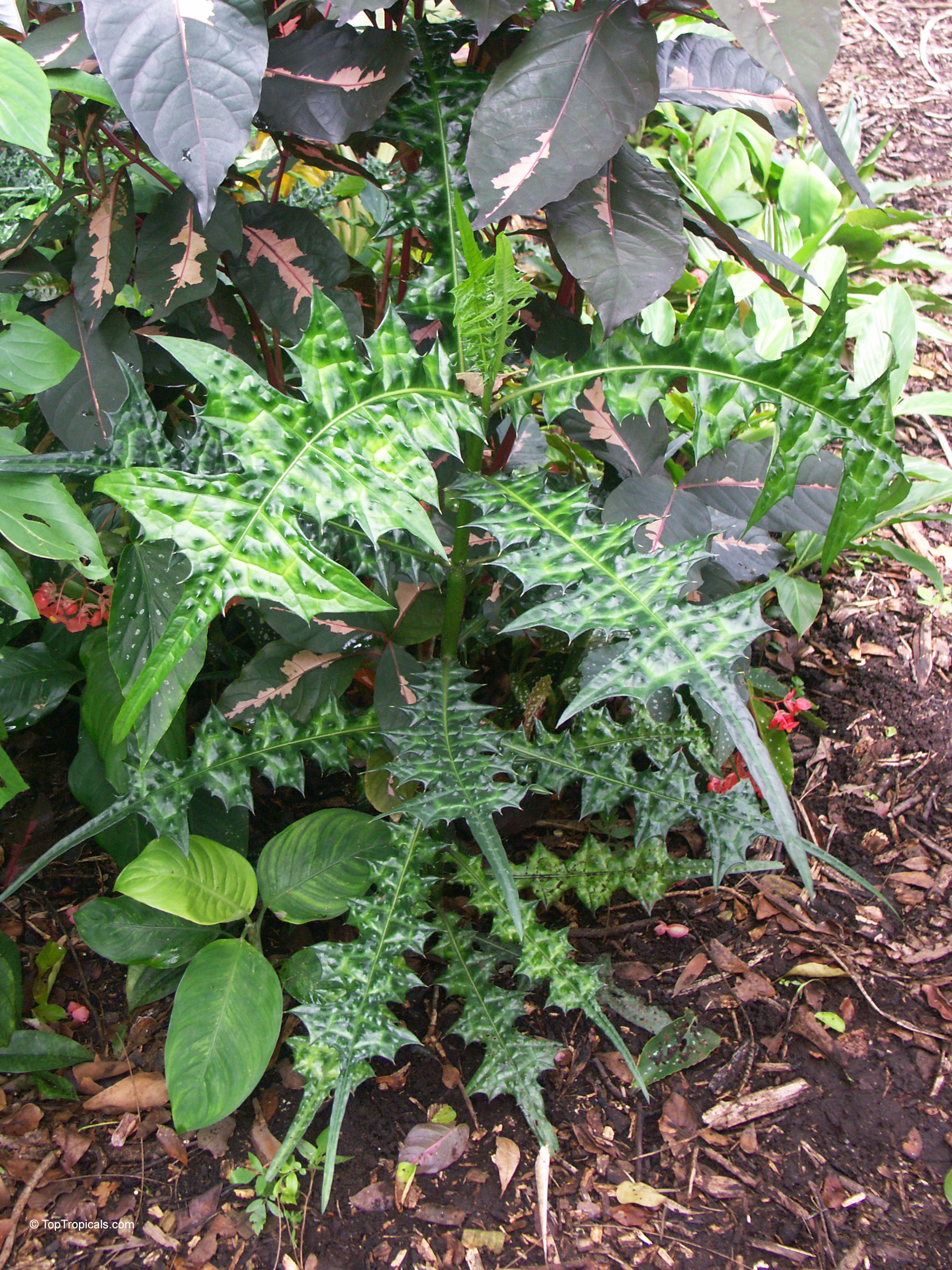 Acanthus montanus (Alligator Plant) displaying dark green glossy foliage with long sharp, jagged leaf edges. Acanthus montanus (Alligator Plant) green leaves with sharp jagged edges, deep woody textured plant.