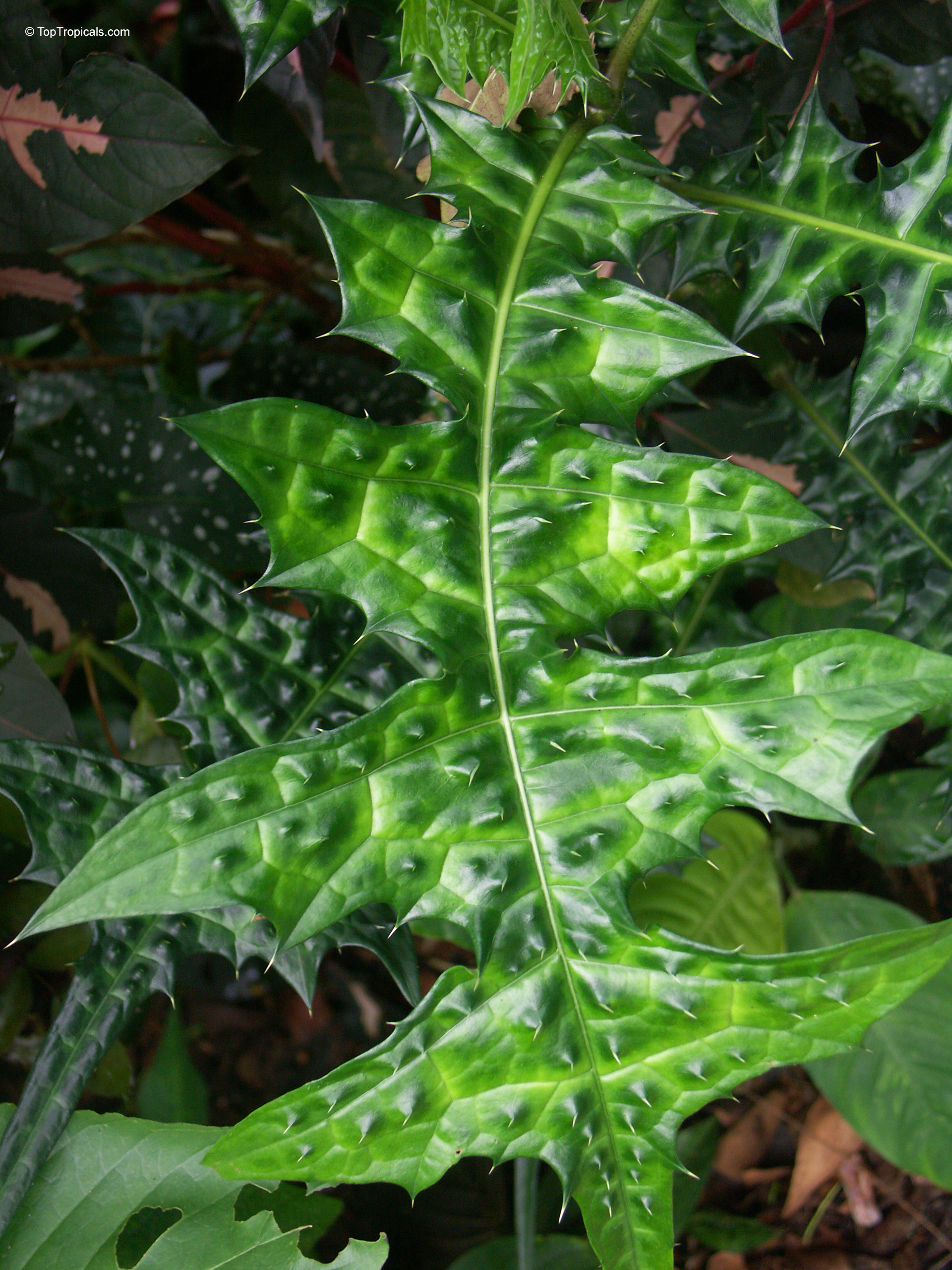 Acanthus montanus (Alligator Plant) thick green foliage with sharp pointed edges on each side. Acanthus montanus (Alligator Plant) green leaves with sharp pointed edges close up.