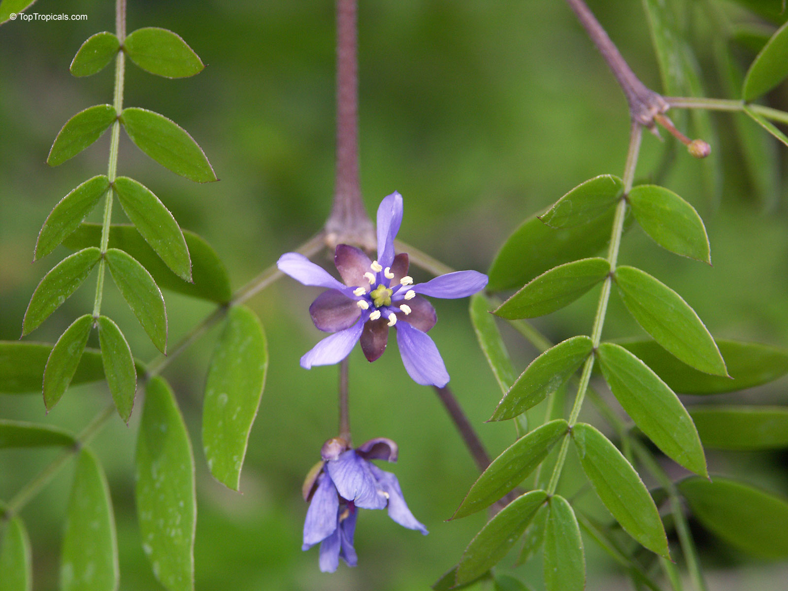 Guaiacum sanctum, Lignum Vitae, Tree of Life, Gaiac tree Guaiacum sanctum, Lignum Vitae, Tree of Life, Gaiac tree