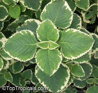 Plectranthus forsteri, Plectranthus nicodemus , Fragrant Plectranthus, Variegated Basil