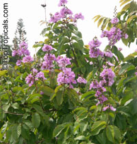 Lagerstroemia speciosa, Lagerstroemia flos reginae, Queens Crape Myrtle, Queens flower, Pride of India, Banaba.