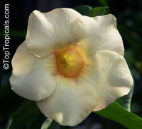 Allamanda violacea Cream, Allamanda

Click to see full-size image