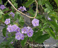 Solanum wendlandii, Potato Vine, Giant Potato Creeper, Costa Rica Nightshade, Paradise Vine 

Click to see full-size image