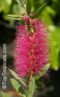 Callistemon sp., Bottlebrush

Click to see full-size image