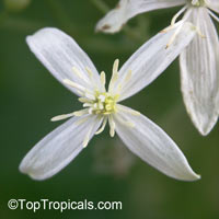 Clematis terniflora, Sweet Autumn Clematis

Click to see full-size image