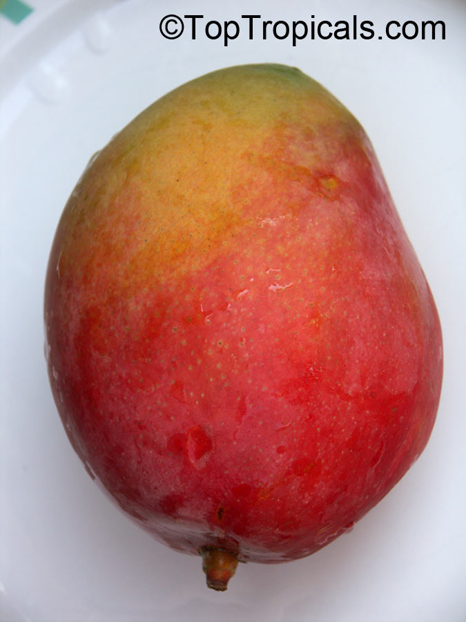 Mango tree P22, Grafted (Mangifera indica)