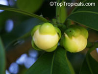 Clusia rosea, Copey, Balsam Apple, Pitch Apple, Autograph tree

Click to see full-size image
