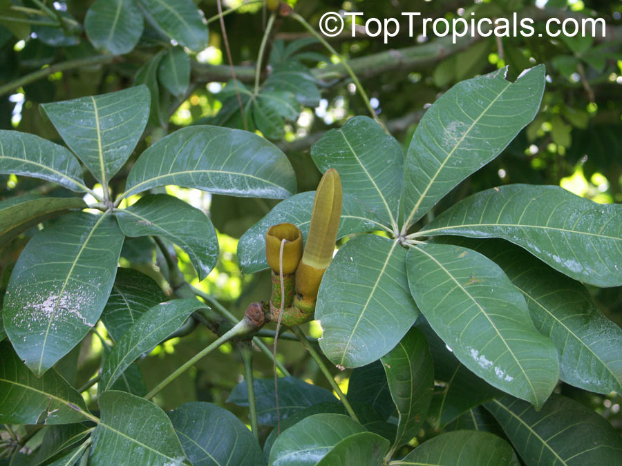 Pachira aquatica, Malabar Chesnut, Guiana Chestnut, Provision Tree, Money Tree 