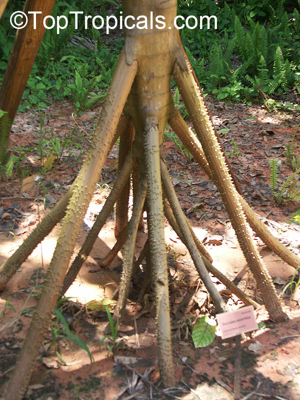 Socratea exorrhiza, Walking Palm, Cashapona