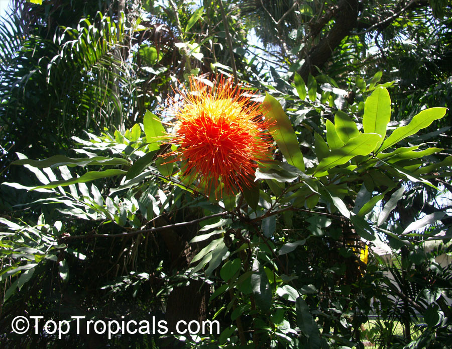 Brownea macrophylla, Panama Flame Tree, Rose of Venezuela 
