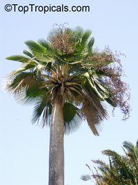 Copernicia baileyana, Bailey Palm, Yarey Palm

Click to see full-size image