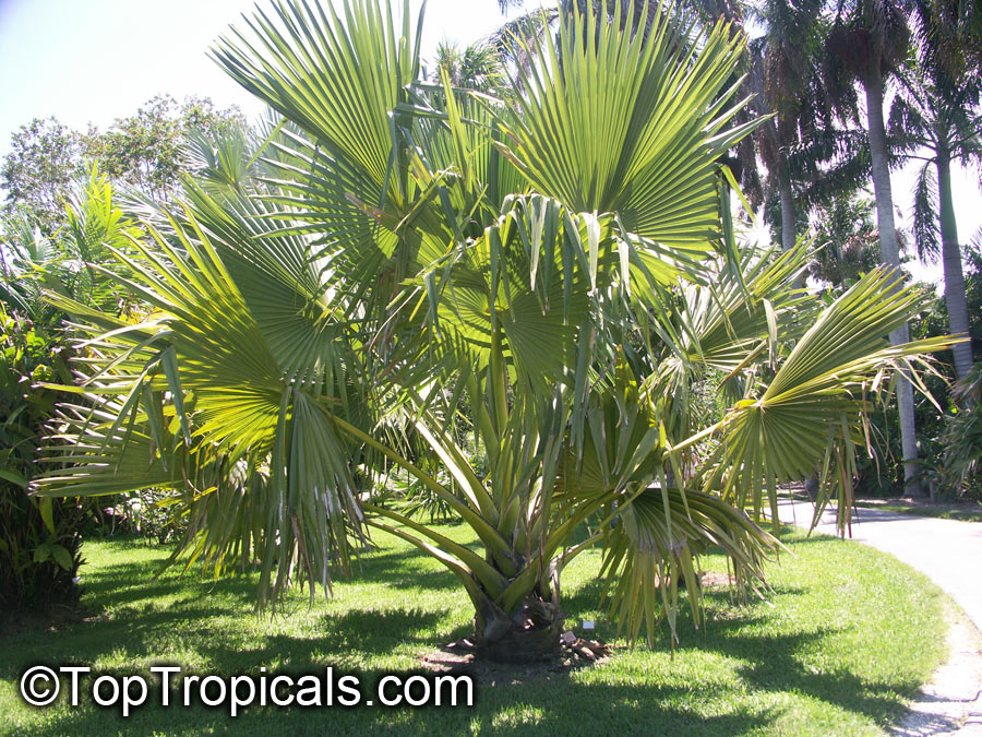 Borassus flabellifer, Borassus aethiopum, Palmira Palm, Toddy Palm
