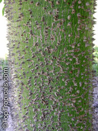 Ceiba pentandra, Kapok tree, Silk Cotton Tree

Click to see full-size image