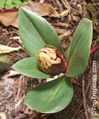 Costus erythrophyllus, Ox Blood Costus, Red Wine Costus

Click to see full-size image