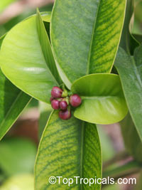 Garcinia prainiana, Cherapu, Button Mangosteen

Click to see full-size image