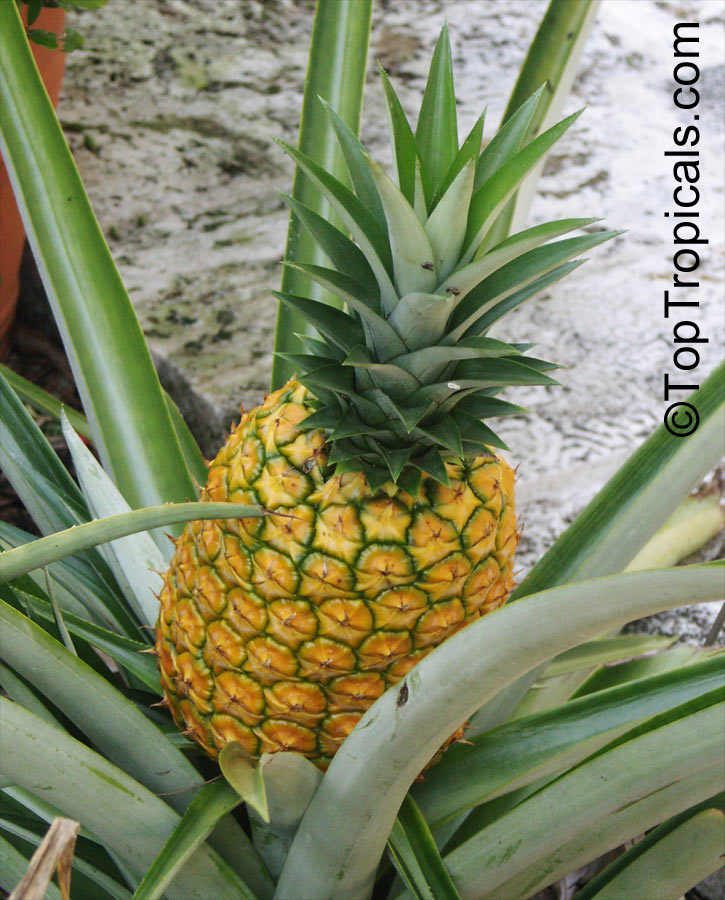Pineapple fruit plant Elite Gold, Ananas comosus