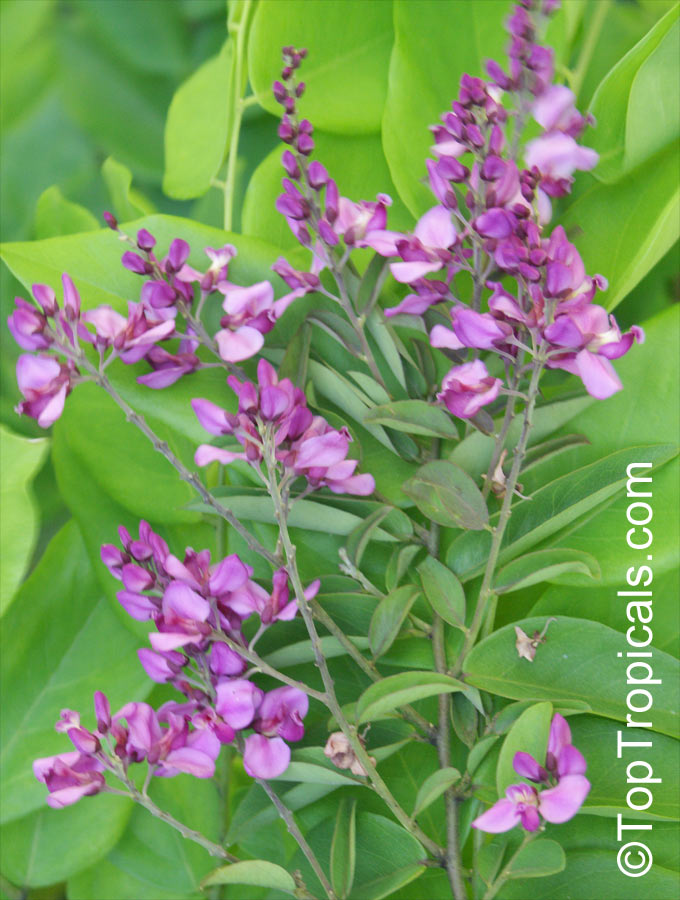 Securidaca diversifolia, Elsota diversifolia, Easter Flower