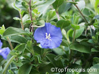 Evolvulus sp., Dwarf Morning Glory

Click to see full-size image