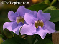 Thunbergia laurifolia, Blue Trumpet Vine, Blue Sky vine, Laurel-leaved thunbergia

Click to see full-size image