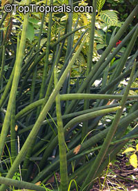 Sansevieria cylindrica, Sansevieria stuckyi, Snake Plant

Click to see full-size image
