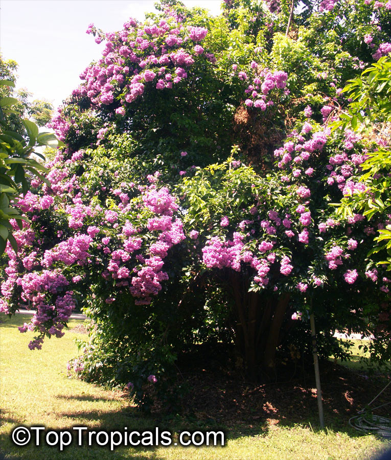Bougainvillea arborea, Bougainvillea