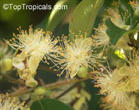 Pseudanamomis umbellulifera, Myrtus umbellulifera, Monos plum, Ciruelas

Click to see full-size image