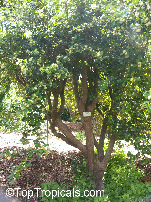 Pseudanamomis umbellulifera, Myrtus umbellulifera, Monos plum, Ciruelas