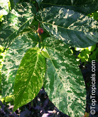 Ficus aspera, Variegated Clown Fig, Mosaic Fig 

Click to see full-size image