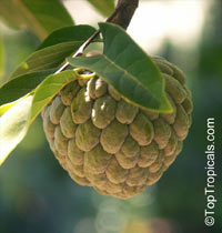 Annona squamosa, Sugar Apple, Custard Apple, Sweetsop-Anon, Sweetsop, Atis, Sitafal, Seetha Payam, Araticum, Sharifa