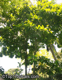 Terminalia kaernbachii, Terminalia okari, Okari Nut, Yellow Terminalia

Click to see full-size image
