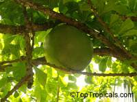 Crescentia cujete, Calabash Tree, Krabasi, Kalebas, Huingo

Click to see full-size image