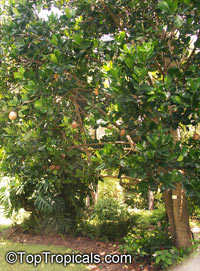 Mammea americana, Mammee Apple, Abricodo Para

Click to see full-size image