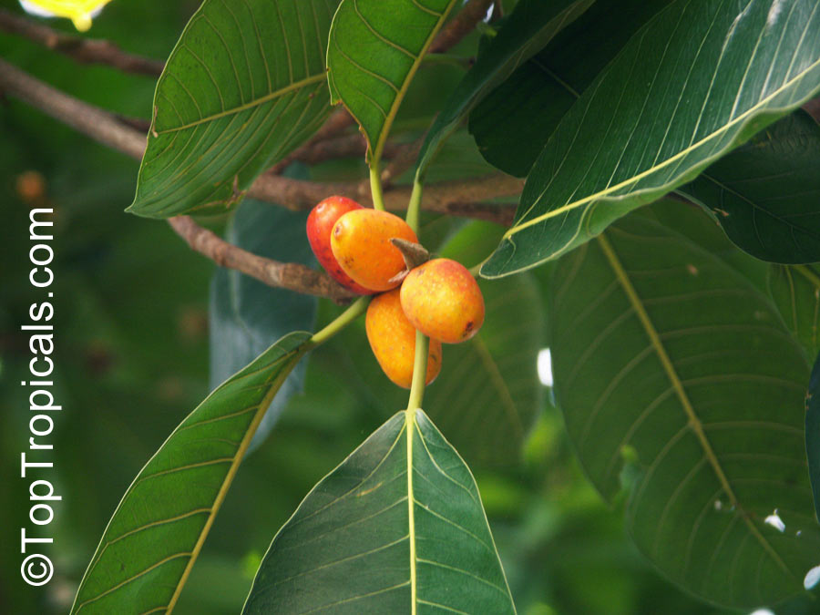 Ficus mysorensis, Yellow-Berry Ficus