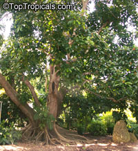 Ficus mysorensis, Yellow-Berry Ficus

Click to see full-size image