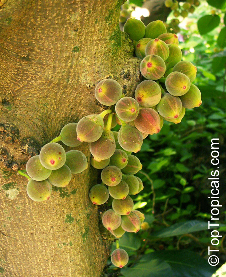 Ficus aspera, Variegated Clown Fig, Mosaic Fig 