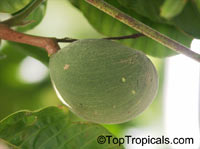 Tabernaemontana crassa, Conopharyngia crassa, Conopharyngia durissima, Adam's Apple

Click to see full-size image