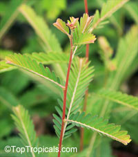 Emblica officinalis, Phyllanthus emblica, Indian Gooseberry, Emblic Myrobalan, Amla, Amalaki, Amloki

Click to see full-size image