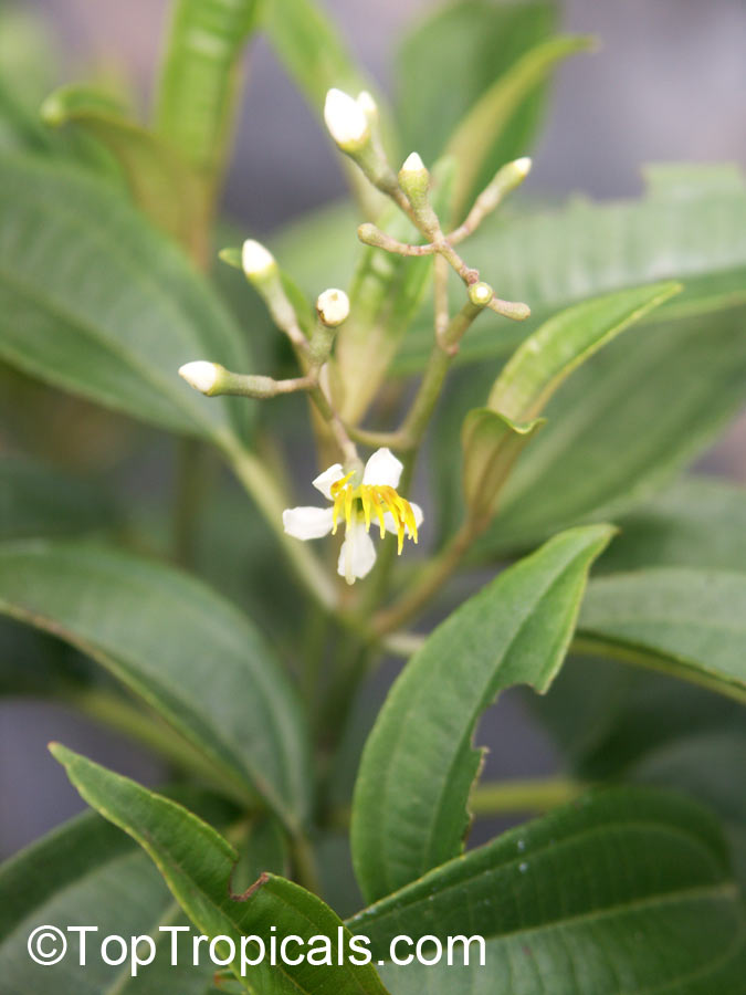 Tetrazygia bicolor, West Indian Lilac, Florida clover ash