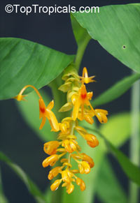Globba schomburgkii, Dancing Girl Ginger

Click to see full-size image
