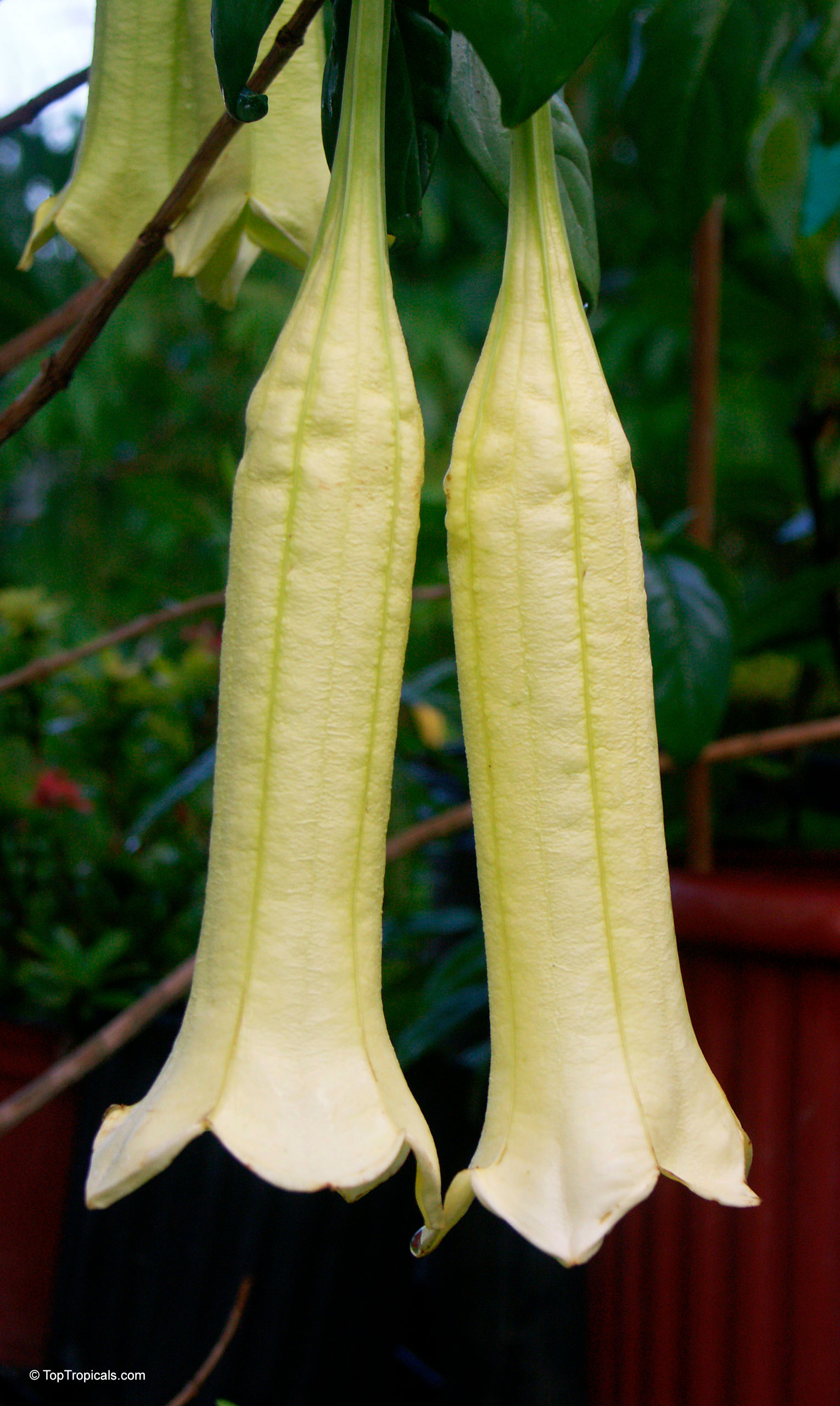 Cubanola domingensis (Cubanola) long tubular pale yellow flower hanging down from the stem Cubanola domingensis (Cubanola) pale yellow long flower hanging down in a close up