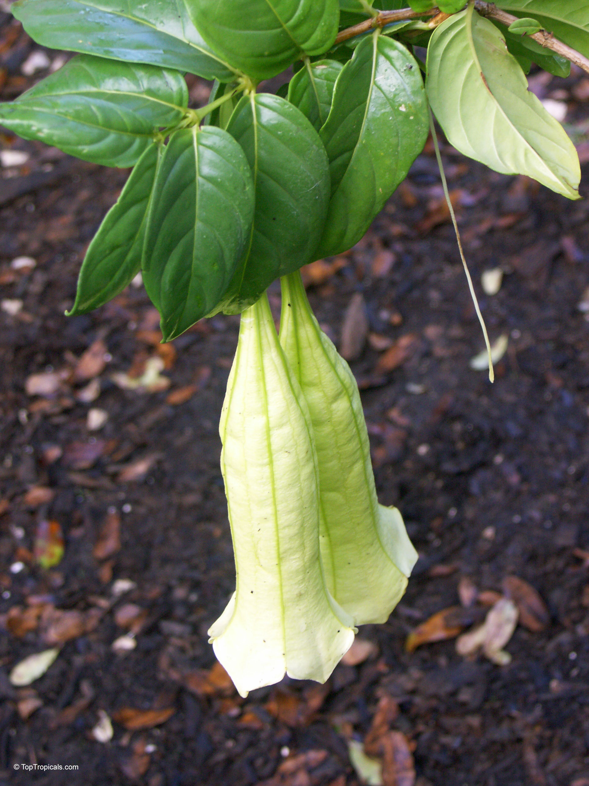 Cubanola domingensis (Cubanola) with dangling yellow bell flowers and deep green ovate leaves above Cubanola domingensis (Cubanola) with long yellow flowers and thick green leaves hanging downward