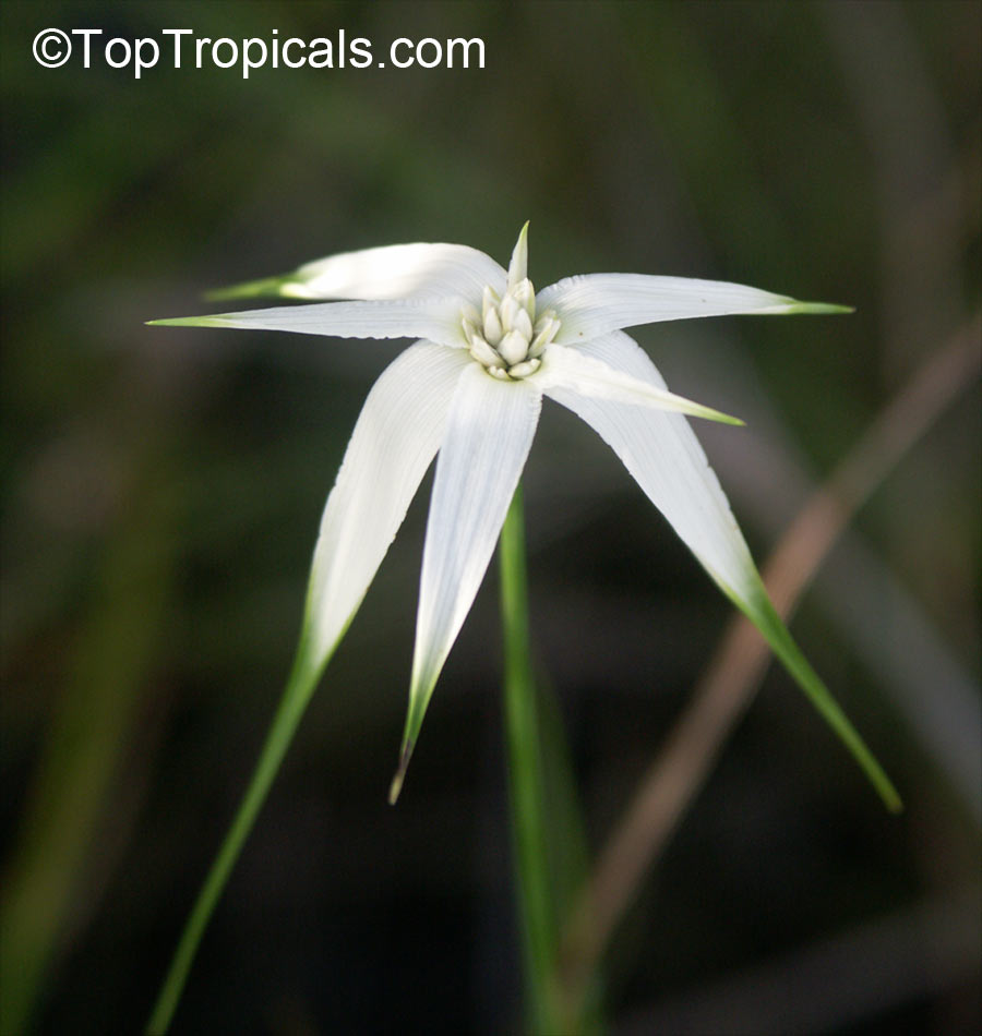 Dichromena sp., Rhynchospora sp., Star Grass, Star Rush, White Topped Sedge
