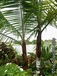 Dypsis leptocheilos, Neodypsis leptocheilos, Teddy Bear Palm, Redneck Palm

Click to see full-size image