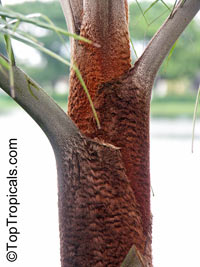Dypsis leptocheilos, Neodypsis leptocheilos, Teddy Bear Palm, Redneck Palm