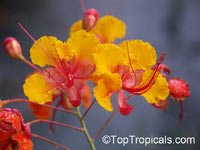 Caesalpinia pulcherrima, Peacock Flower, Barbados Pride, Dwarf Poinciana, Barbados Flower-fence, Gold Mohur

Click to see full-size image