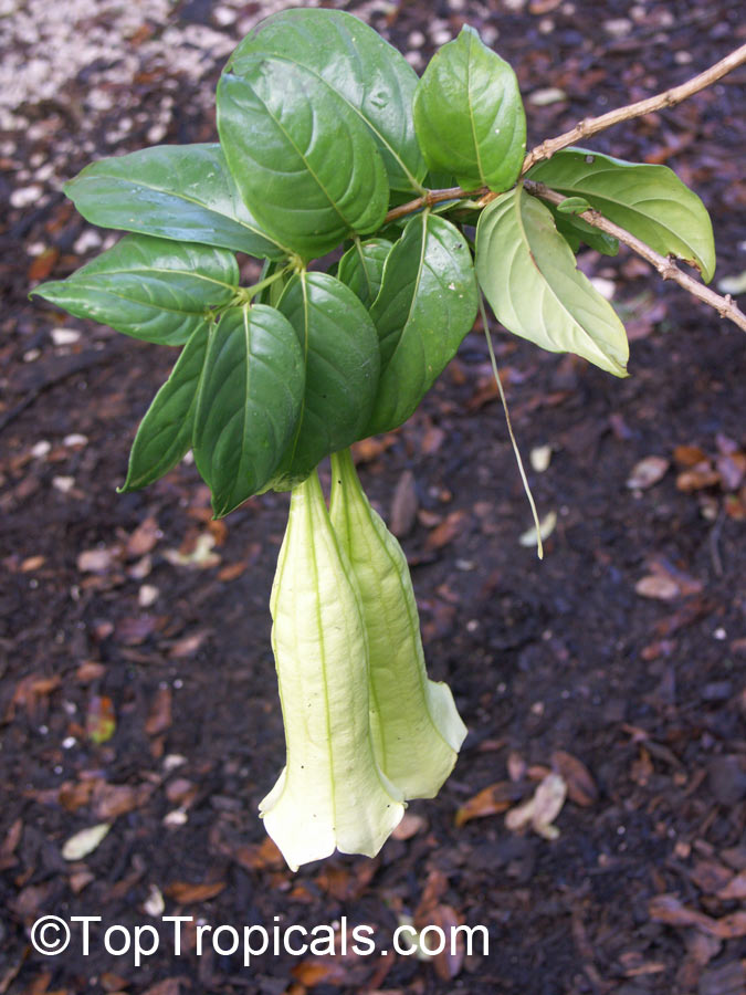 Cubanola domingensis, Portlandia domingensis, Cubanola, Tree Lily, Campanita Criolla